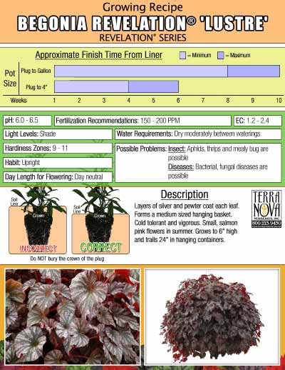 Begonia REVELATION® 'Lustre' - Growing Recipe