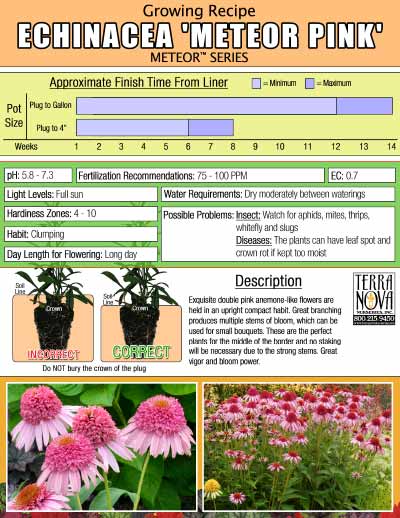 Echinacea 'Meteor Pink' - Growing Recipe