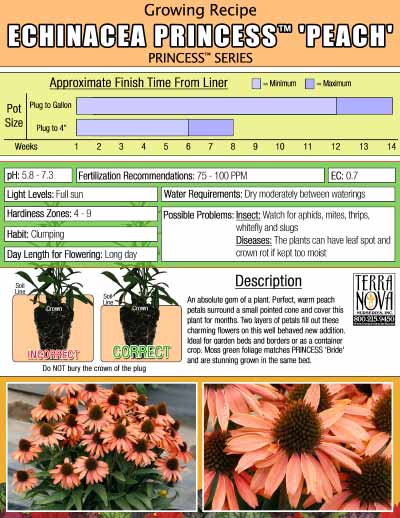 Echinacea PRINCESS™ 'Peach' - Growing Recipe