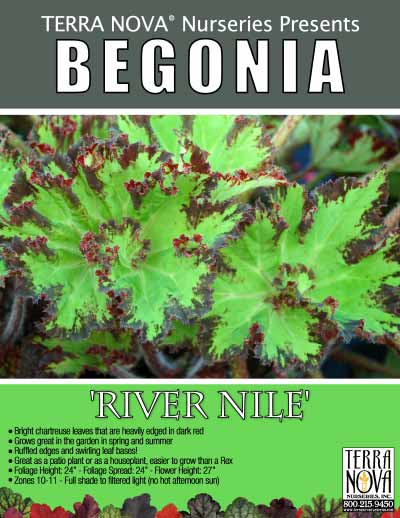 Begonia 'River Nile' - Product Profile