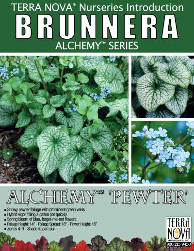 Brunnera ALCHEMY™ 'Pewter' - Product Profile