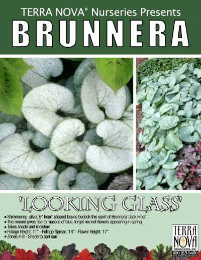 Brunnera 'Looking Glass' - Product Profile