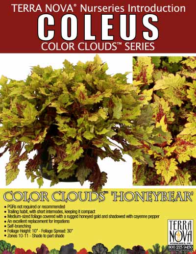 Coleus COLOR CLOUDS™ 'Honeybear' - Product Profile