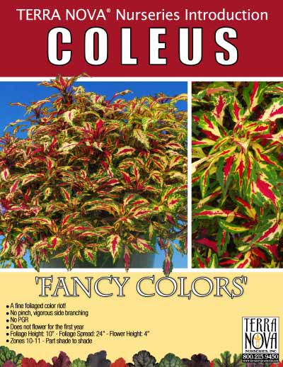 Coleus 'Fancy Colors' - Product Profile