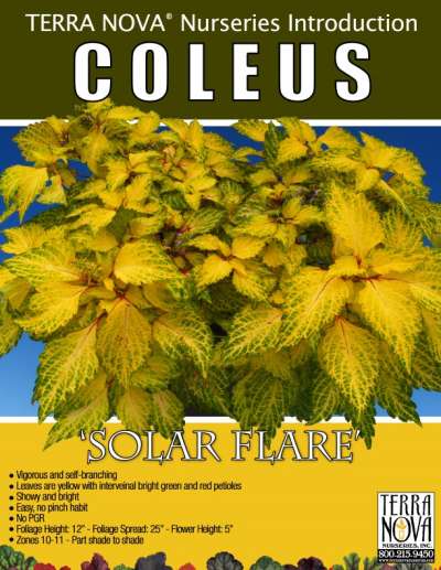 Coleus 'Solar Flare' - Product Profile