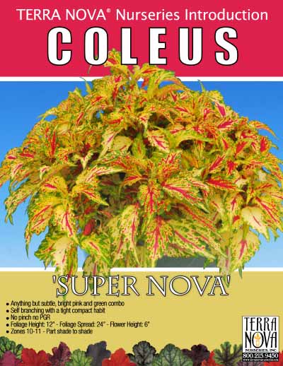 Coleus 'Super Nova' - Product Profile