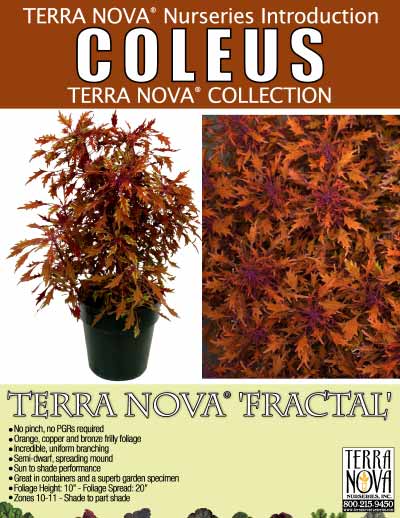 Coleus TERRA NOVA® 'Fractal' - Product Profile