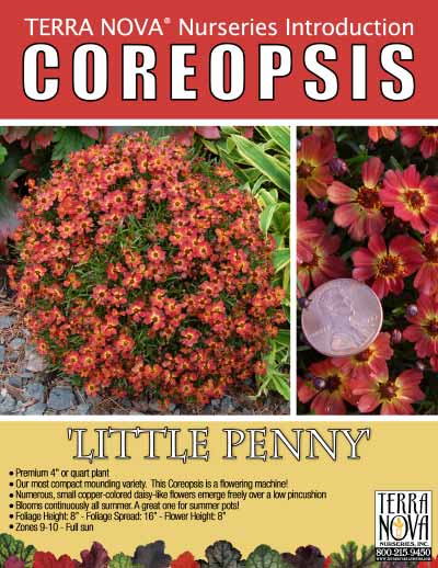 Coreopsis 'Little Penny' - Product Profile