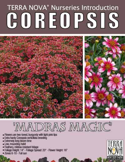 Coreopsis 'Madras Magic' - Product Profile
