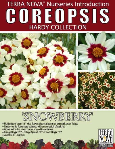 Coreopsis 'Snowberry' - Product Profile