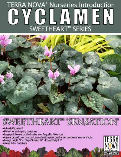 Cyclamen SWEETHEART™ 'Sensation' - Product Profile