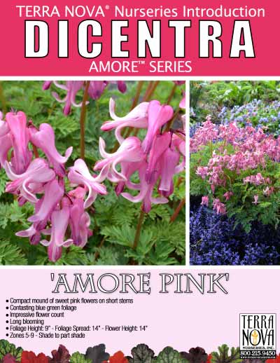 Dicentra 'Amore Pink' - Product Profile