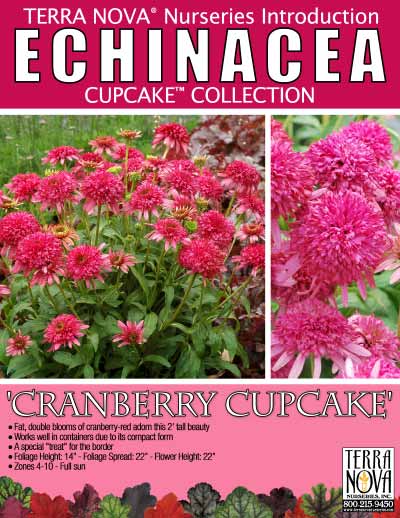 Echinacea 'Cranberry Cupcake' - Product Profile