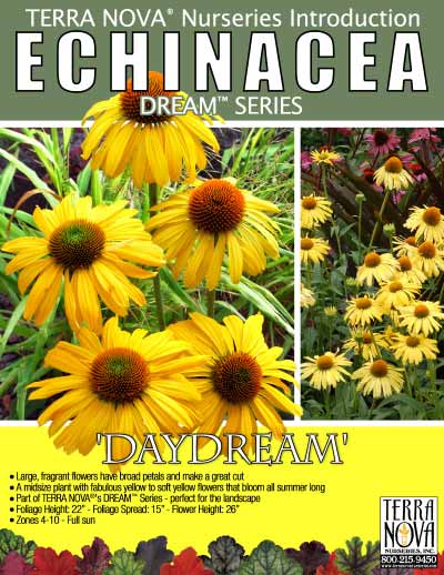 Echinacea 'Daydream' - Product Profile