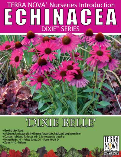 Echinacea 'Dixie Belle' - Product Profile