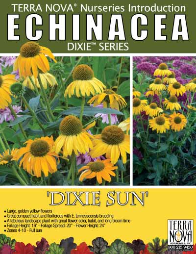 Echinacea 'Dixie Sun' - Product Profile