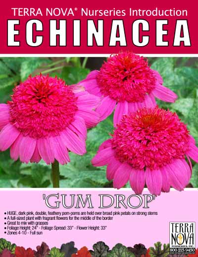 Echinacea 'Gum Drop' - Product Profile