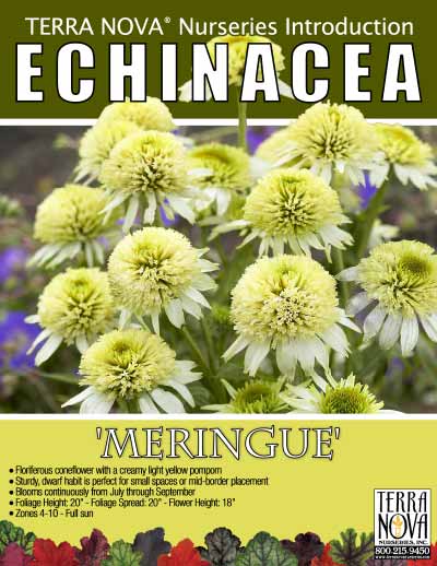 Echinacea 'Meringue' - Product Profile