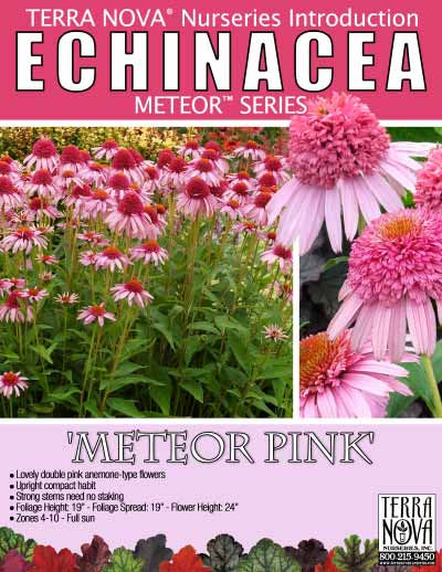 Echinacea 'Meteor Pink' - Product Profile