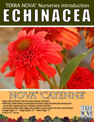 Echinacea NOVA® 'Cayenne' - Product Profile