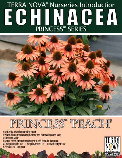 Echinacea PRINCESS™ 'Peach' - Product Profile