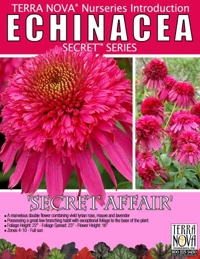 Echinacea 'Secret Affair' - Product Profile