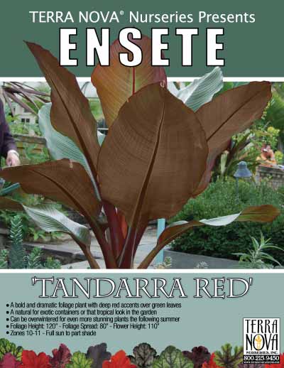 Ensete 'Tandarra Red' - Product Profile