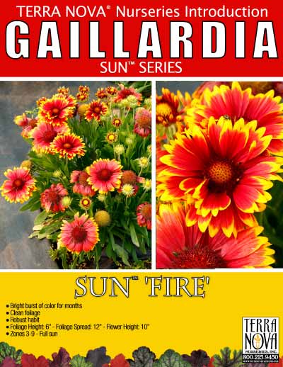 Gaillardia SUN™ 'Fire' - Product Profile