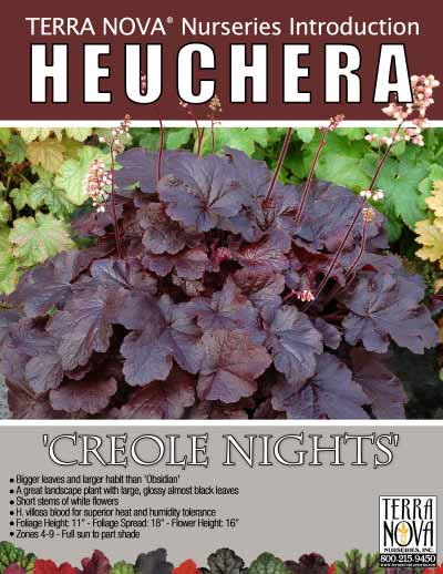 Heuchera 'Creole Nights' - Product Profile