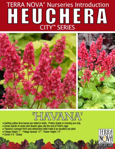 Heuchera 'Havana' - Product Profile
