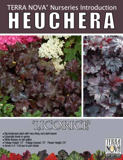 Heuchera 'Licorice' - Product Profile