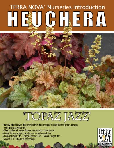 Heuchera 'Topaz Jazz' - Product Profile