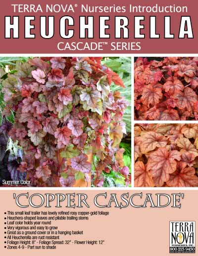 Heucherella 'Copper Cascade' - Product Profile