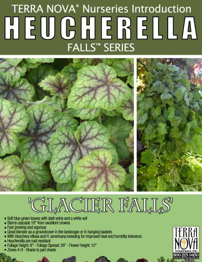 Heucherella 'Glacier Falls' - Product Profile