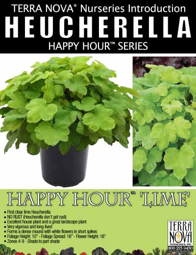 Heucherella HAPPY HOUR™ ‘Lime’ - Product Profile