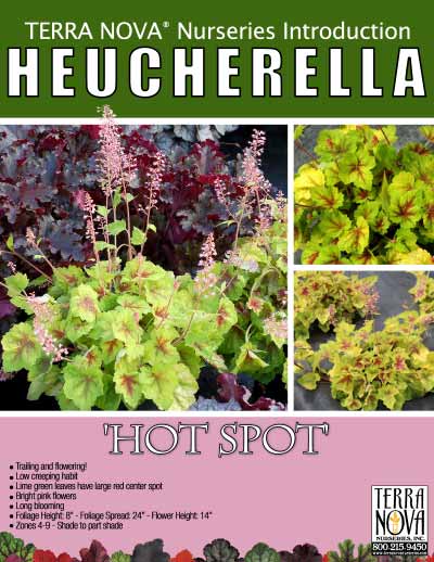 Heucherella 'Hot Spot' - Product Profile
