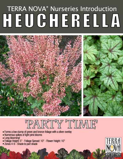 Heucherella 'Party Time' - Product Profile