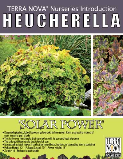 Heucherella 'Solar Power' - Product Profile