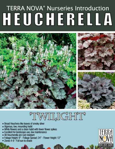 Heucherella 'Twilight' - Product Profile
