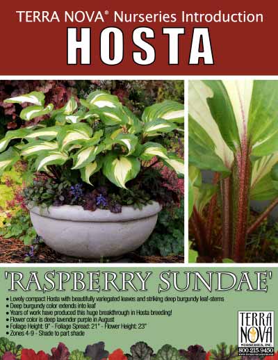 Hosta 'Raspberry Sundae' - Product Profile
