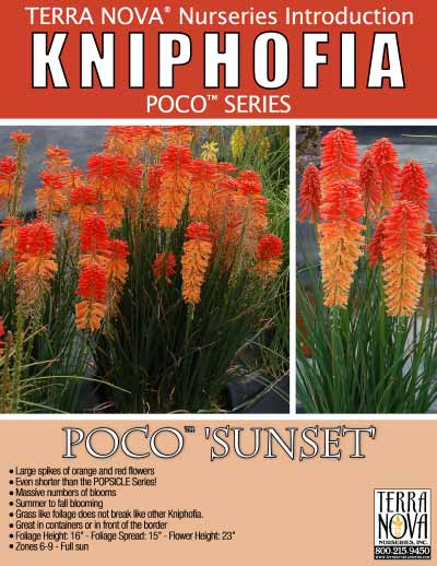 Kniphofia POCO™ 'Sunset' - Product Profile
