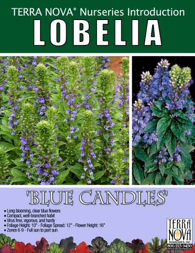 Lobelia 'Blue Candles' - Product Profile
