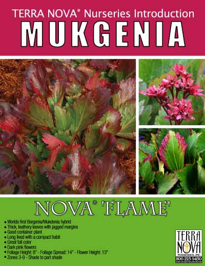 Mukgenia NOVA® ‘Flame’ - Product Profile