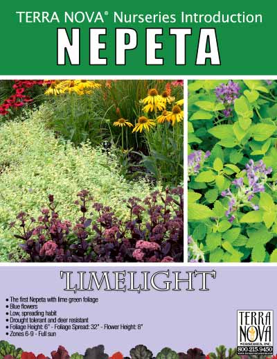 Nepeta 'Limelight' - Product Profile