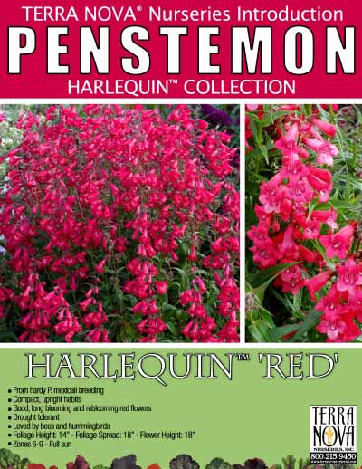 Penstemon HARLEQUIN™ 'Red' - Product Profile