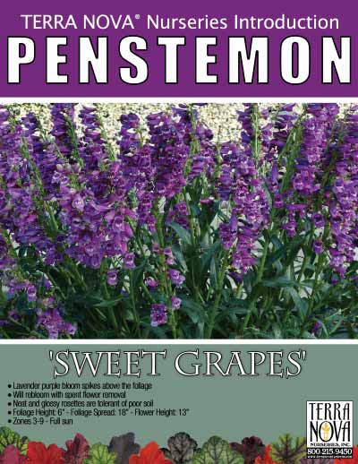 Penstemon 'Sweet Grapes' - Product Profile