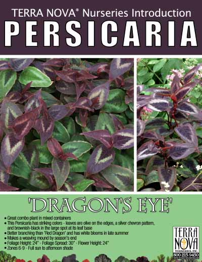 Persicaria 'Dragon's Eye' - Product Profile