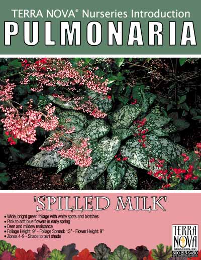Pulmonaria 'Spilled Milk' - Product Profile