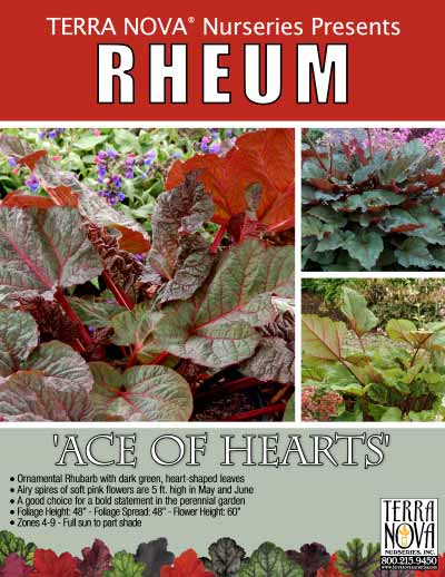 Rheum 'Ace of Hearts' - Product Profile