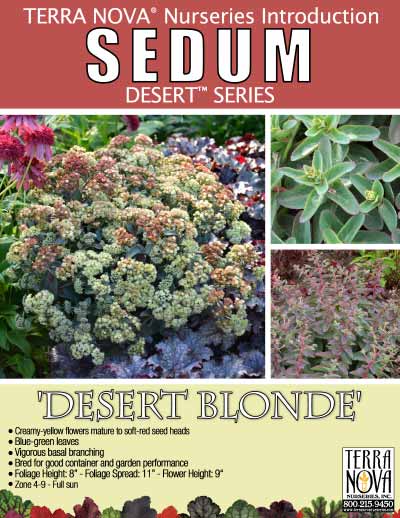 Sedum 'Desert Blonde' - Product Profile